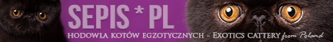 Hodowla kot�w egzotycznych i perskich, koci�ta z rodowodem