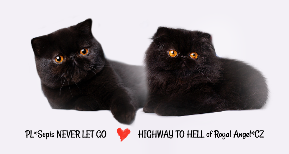 PL*Sepis Never Let Go x Highway To Hell of Royal Angel*CZ