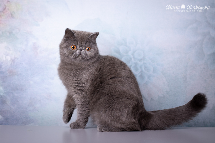 PL*Sepis BLUE - blue exotic shorthair female
