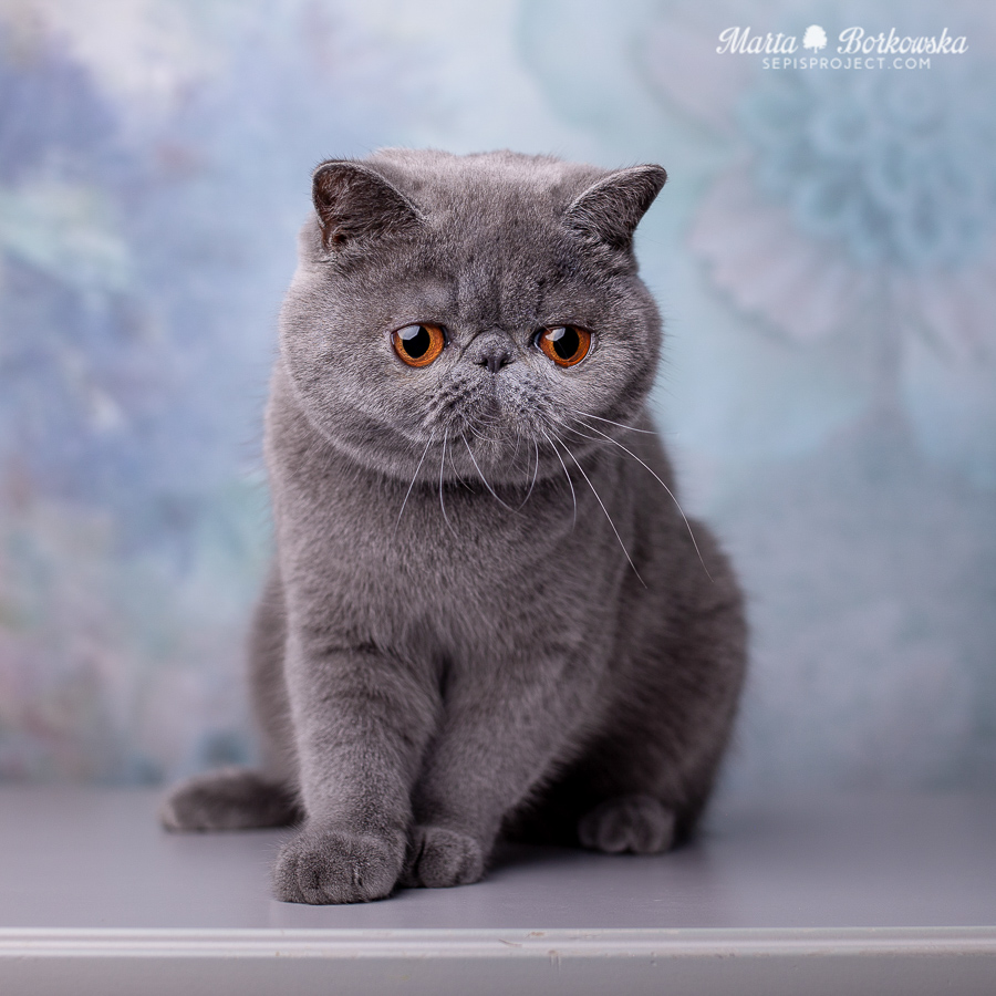 PL*Sepis ARWENA - blue exotic shorthair female