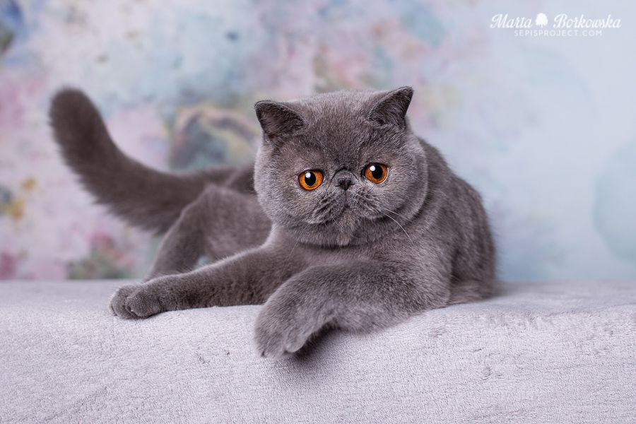 PL*Sepis DONNA BELLA - blue exotic shorthair female
