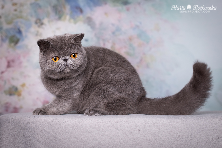 PL*Sepis ESME - blue exotic shorthair female